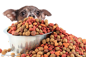 Dog Food Production Line